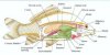 fish-digestive-system-diagram-55123224b9f25.jpg
