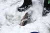 www.rusfishing.ru Рыбалка с Русфишинг Чемпионат по Ловле Форели 1-й тур 2017 - 350.jpg
