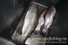 www.rusfishing.ru Рыбалка с Русфишинг Чемпионат по Ловле Форели 1-й тур 2017 - 555.jpg