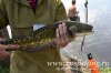 www.rusfishing.ru Рыбалка с Русфишинг Щучьи Забавы 2017 весна - 501.jpg