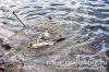 www.rusfishing.ru Рыбалка с Русфишинг Чемпионат по Ловле Карпа 1-й тур ЛКЛ 2017 - 619.jpg