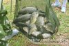 www.rusfishing.ru Рыбалка с Русфишинг Чемпионат по Ловле Карпа 2-й тур ЛКЛ 2017 - 529.jpg