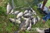 www.rusfishing.ru Рыбалка с Русфишинг Чемпионат по Ловле Карпа 2-й тур ЛКЛ 2017 - 538.jpg
