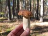 За белыми грибами (4).jpg