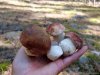 За белыми грибами (25).jpg
