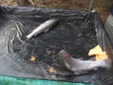 DSCF9378.JPG
