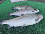 IMG_3111.jpeg
