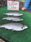 IMG_3099.jpeg