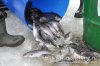 www.rusfishing.ru 4-й тур Чемпионата Русфишинга по зимней ловле ФОРЕЛИ 2016 - 1095.jpg