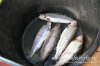 www.rusfishing.ru 4-й тур Чемпионата Русфишинга по зимней ловле ФОРЕЛИ 2016 - 1578.jpg