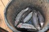 www.rusfishing.ru 4-й тур Чемпионата Русфишинга по зимней ловле ФОРЕЛИ 2016 - 1586.jpg