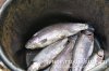 www.rusfishing.ru Рыбалка с Русфишинг Чемпионат по Ловле Форели 4-й тур 2017 - 1534.jpg