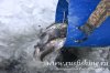 www.rusfishing.ru Рыбалка с Русфишинг Чемпионат 2-тур ЛОВЛЯ ФОРЕЛИ 2018 - 170.jpg