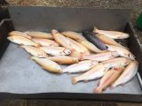 IMG-20220415-WA0099.jpg