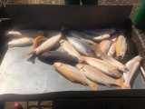IMG-20220418-WA0094.jpg